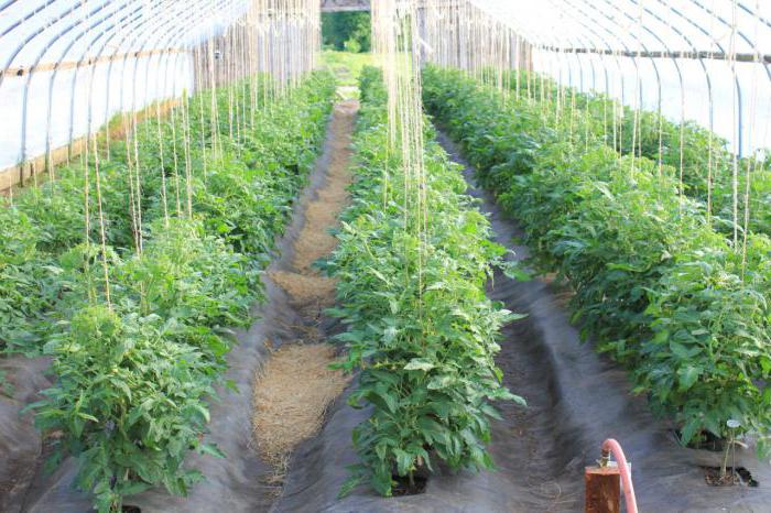 выращивание рассады помидоров в теплице