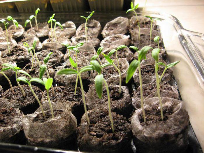 выращивание рассады помидоров в торфяных таблетках