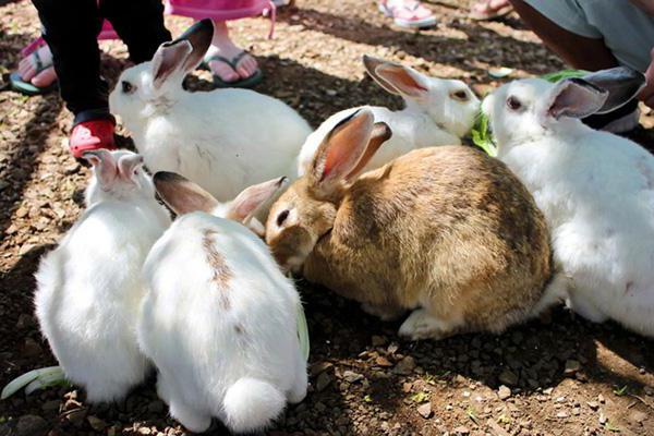 комбикорм для кроликов отзывы