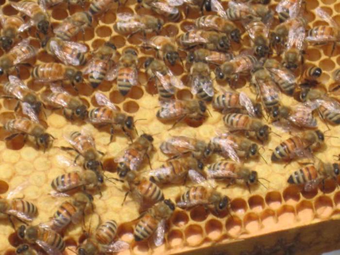 пчелы разведение и содержание для начинающих