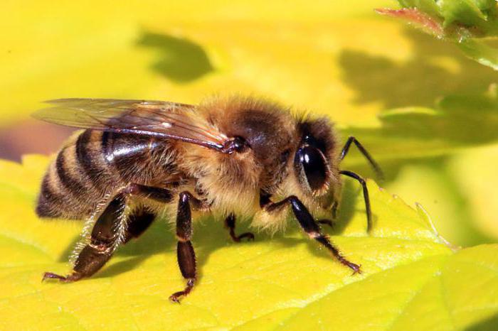 начало разведения пчел