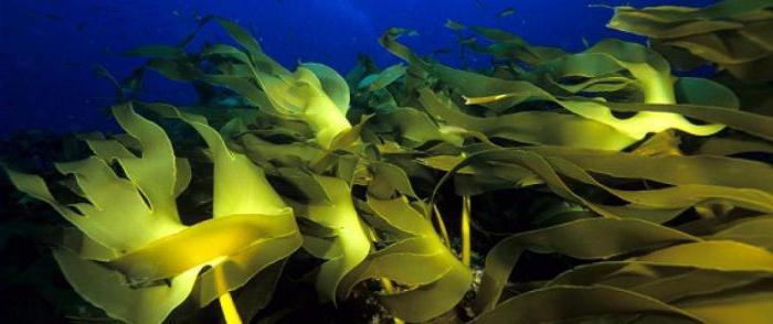 биологические ресурсы моря