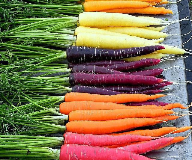 сколько раз в жизни плодоносит морковь