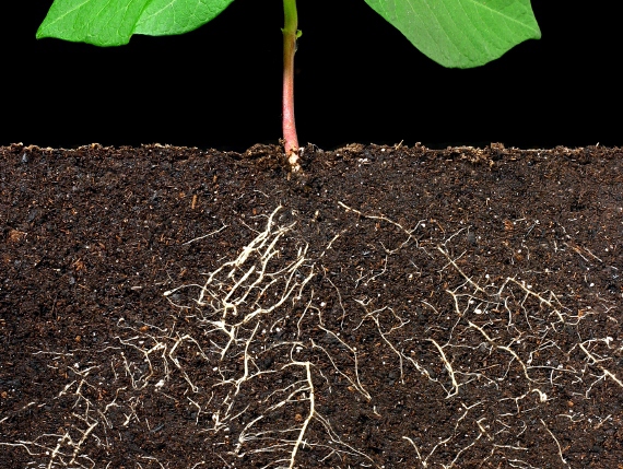 Корневая система растения в почве