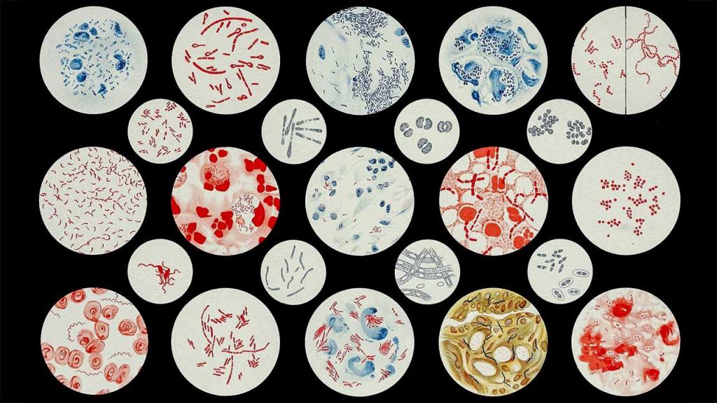 Классификация патогенных микроорганизмов 32