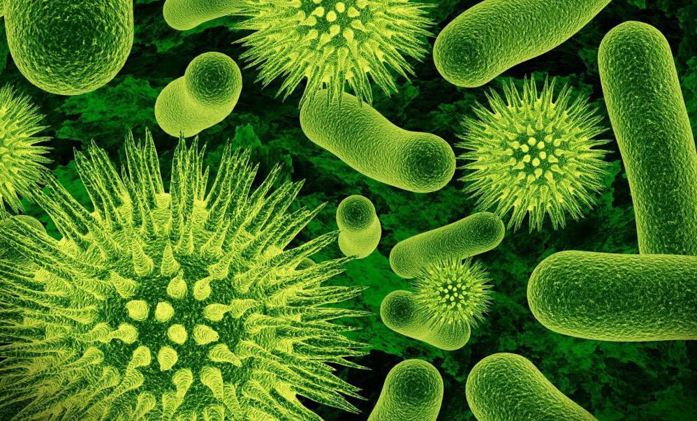 Классификация патогенных микроорганизмов 33