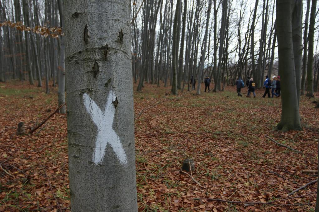 проблема вырубки лесов в россии