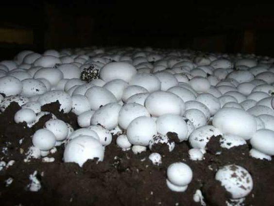 как вырастить грибы дома