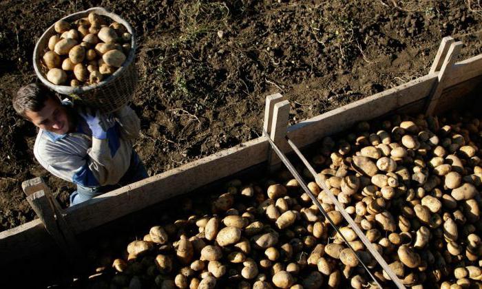 закупка картофеля у населения в курской области
