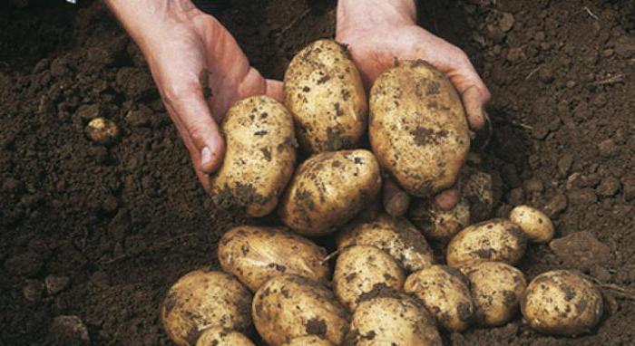 закупка картофеля у населения в беларуси