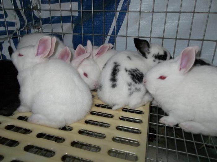 продажа кроликов