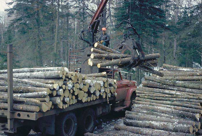 рабочие грузят лес