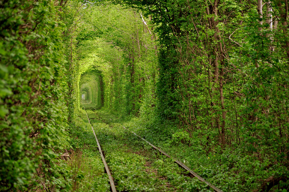Железнодорожный тоннель из живых лесных деревьев