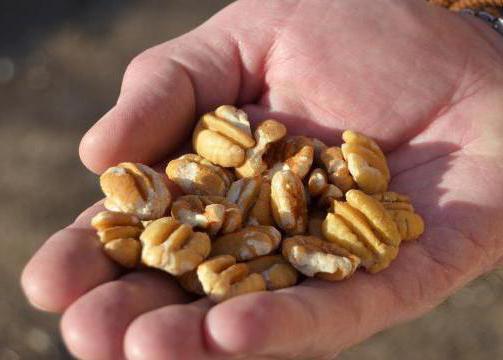 выращивание грецкого ореха в средней полосе 