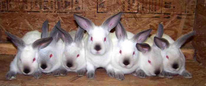 породы кроликов для разведения на мясо 