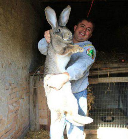 методы разведения кроликов 