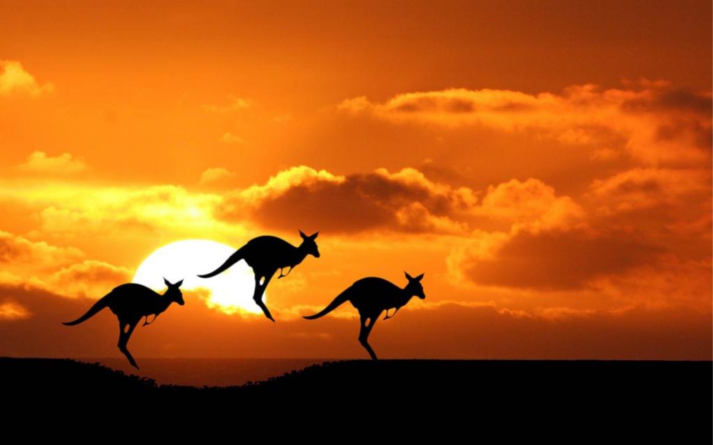 кенгуру - достопримечательность австралии