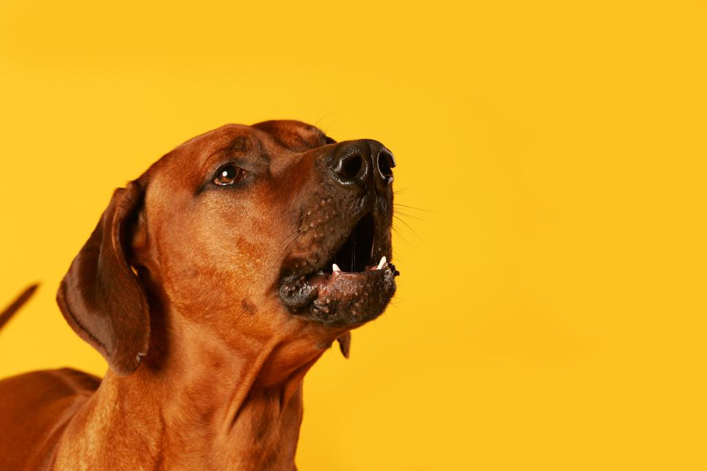 Собака на желтом фоне