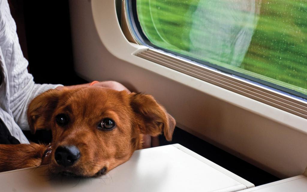 Traveling by train with a pet.