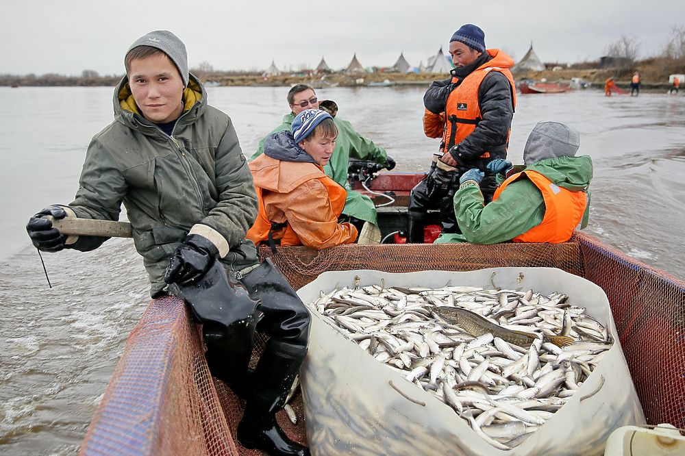 Идти на промысел. Ямало-Ненецкий автономный округ рыболовный промысел. Рыбаки Ямала. Традиционное рыболовство. Рыбный промысел Ямал.