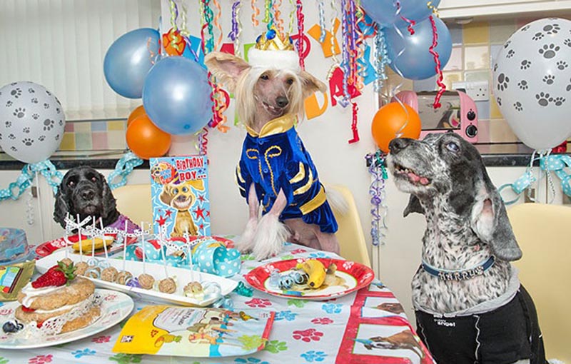 Собака празднует. Собака с праздником. Празднование дня рождения собаки. Нарядить собаку на день рождения. Подарок собаке на день рождения.